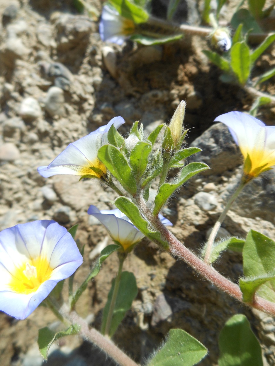 Convolvulus tricolor L. subsp. cupanianus / Vilucchio di Cupani